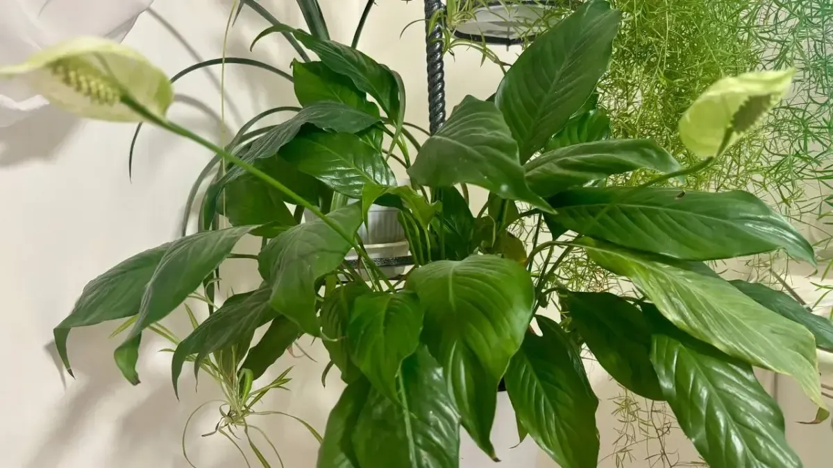 Все подкормки меркнут на фоне такого эликсира: спатифиллум начнет выпускать рекордное количество белых «парусов» — эффект уже в апреле