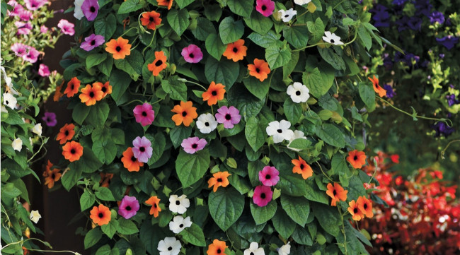 Шикарная лиана для вертикального озеленения: растет без хлопот, цветет все лето &mdash; хит сезона-2026