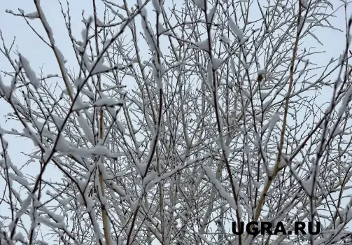 В ХМАО придет резкое похолодание до -13 градусов