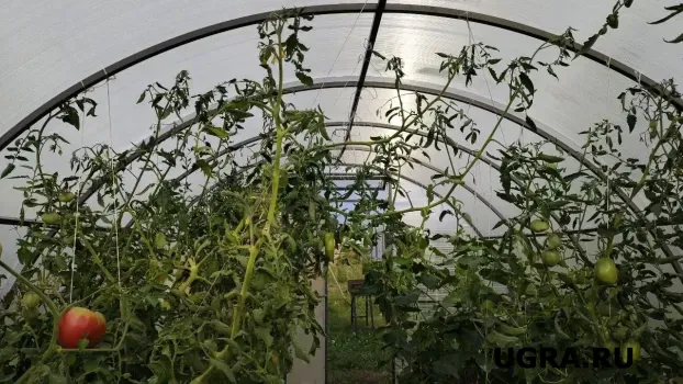 Дачники в ХМАО стали чаще покупать готовые теплицы