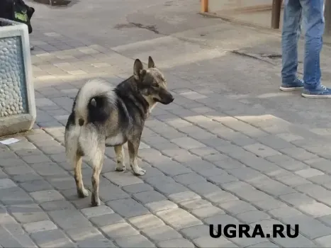 В Югре стартовал онлайн‑опрос о ситуации с бездомными собаками