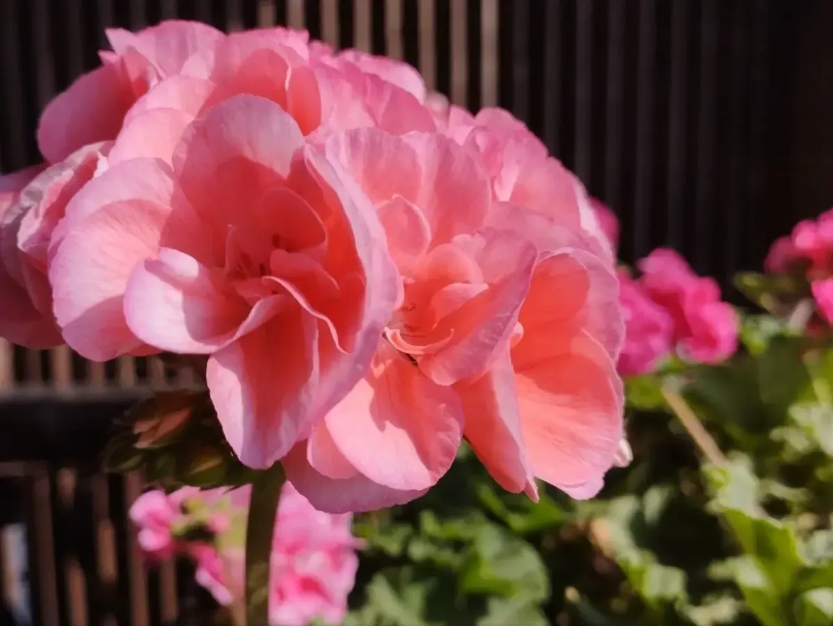 Даже ленивая герань отблагодарит вечной бутонизацией: такая процедура заменит любые подкормки и сбережет ваши деньги