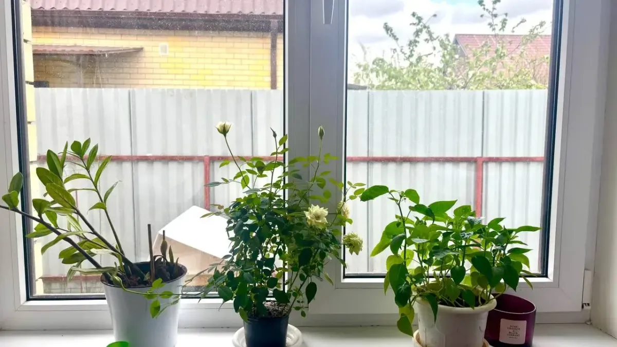 Стёкла будут кристально чистыми до осени: при мытье окон использую этот неожиданный порошок — клинер научила