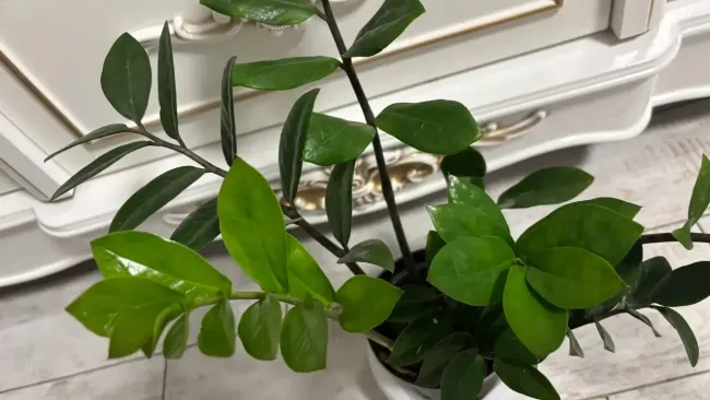 И никаких подкормок не надо: ленивый замиокулькас начнёт выпускать ветки без остановки после замены грунта — секрет бывалых цветоводов