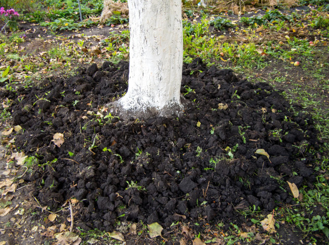 Этот нежный цветок станет настоящим щитом от муравьев и тли: сажаем в приствольный круг яблони &mdash; совет мастера-садовода