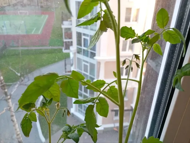 После пикировки рассады томатов умные дачники вносят эту подкормку: растения станут крепкими и здоровыми — залог отличного урожая