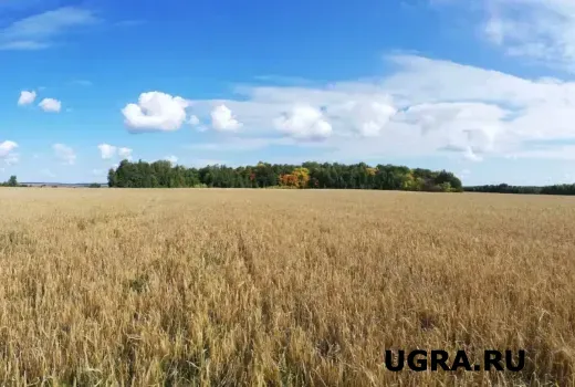 В Тюменской области нашли десятки тысяч гектаров заброшенных сельхозземель