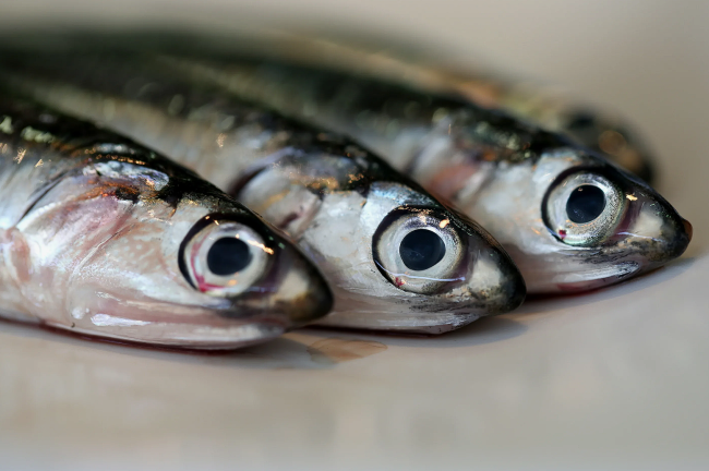 В 5 раз больше кальция: дикая мелкая рыба оказалась полезнее лосося — как получить максимум выгоды