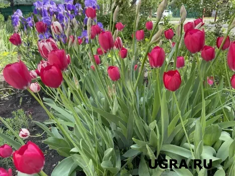 В Сургуте летом планируют высадить более 350 тысяч цветов