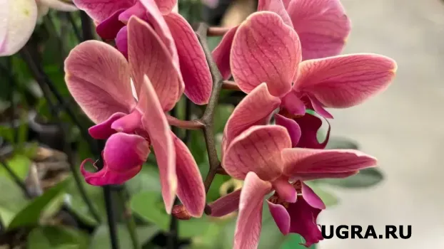 Оживятся даже безнадёжные орхидеи: вот чем их нужно подкормить &mdash; источник множества полезных элементов