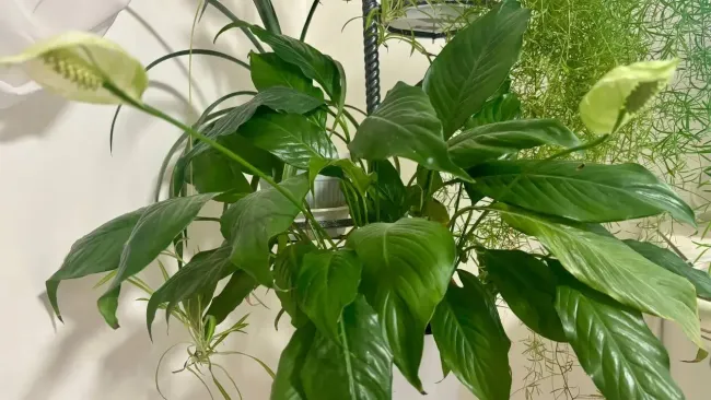 С таким горшком подкормки не нужны: спатифиллум выпустит белые &laquo;паруса&raquo; после пересадки &mdash; секрет идеального цветения