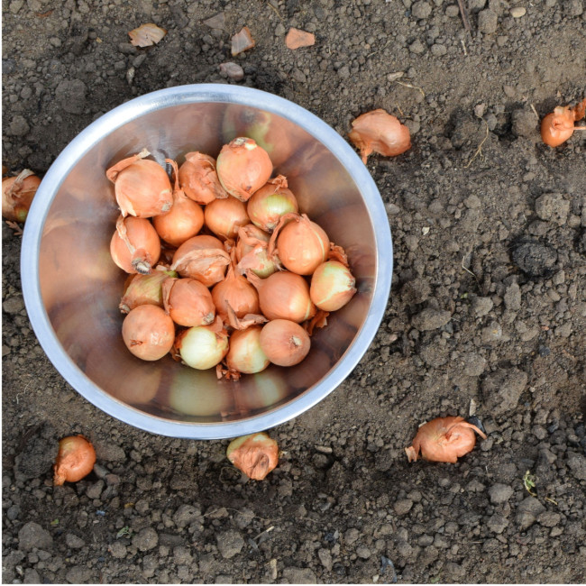 Это не даст луку-севку уйти в стрелку: вот что следует сделать перед посадкой