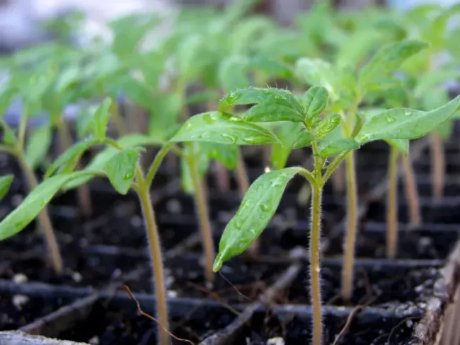Рассада быстро пустится в рост: вот чем её важно полить после пикировки