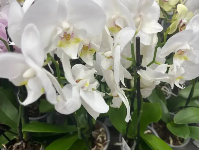 Достаточно сделать так с листьями: орхидея начнёт ежедневно выпускать бутоны после такой процедуры &mdash; секрет бывалых цветоводов