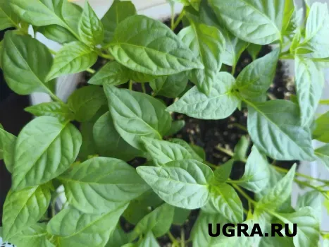 Рассада томатов всегда будет здоровой: в литре воды растворяю два ингредиента из кухни и поливаю растения &mdash; проверенный рецепт