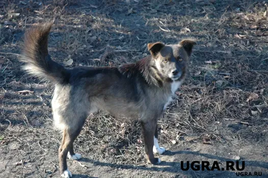В Югре резко сократилось количество бездомных псов