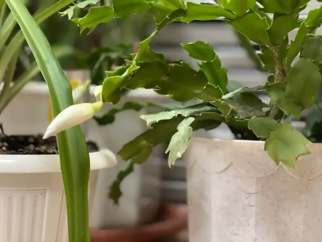 Декабрист обожает эту подкормку: для бесконечной бутонизации хватит ложки такого средства &mdash; цветы сосчитать будет сложно