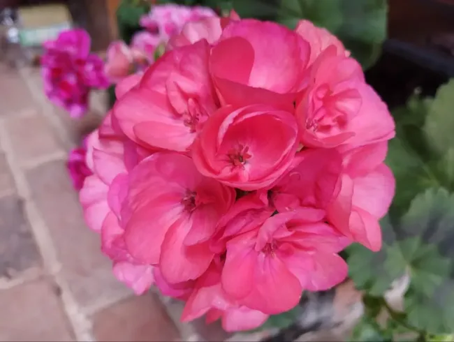 Даже ленивая герань выпустит бесконечное количество шапок: достаточно разложить возле горшка это &mdash; подкормки не нужны