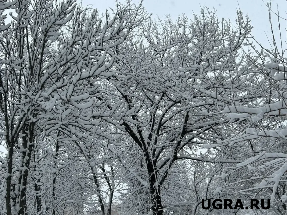 Фото: ugra.ru