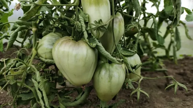 Урожайность томатов станет запредельной: во время высадки рассады положите в каждую лунку это &mdash; эффекта хватит до осени