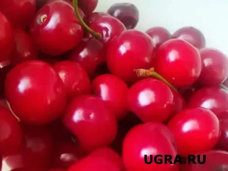 Бабушка научила: 3 подкормки заставят вишню давать крупные и сладкие плоды &mdash; будет суперский урожай