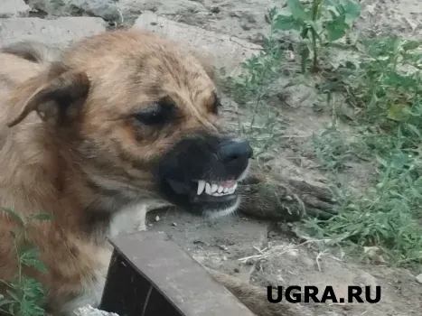 Больше половины жителей ХМАО не боятся бездомных собак