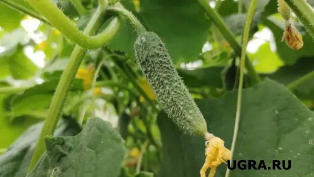 Одна ложка под каждый куст: огурцы попрут как танки &mdash; экологически чистая подкормка