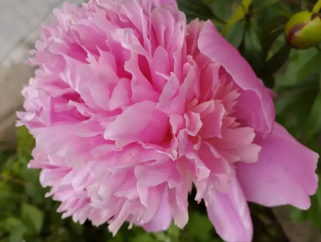 Бутоны пионов станут размером с футбольный мяч: для особого цветения используйте в апреле такю подкормку &mdash; секрет дачников