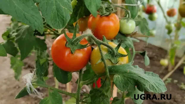 Соседка всегда роет канавку рядом с кустом помидоров: теперь сами так делаем &mdash; урожайность увеличивается в несколько раз