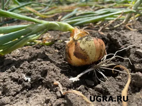 Лук-севок замачиваю в особом растворе на 20 минут: растёт крупным и здоровым, от болезней не страдает &mdash; проверенное рабочее средство