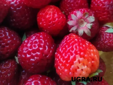 В 100 раз лучше золы: в апреле обязательно подкормите клубнику таким средством &mdash; ягод будет море