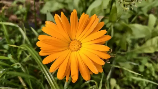 Лучше соседа для огурцов не найти: этот яркий цветок защитит культуру от вредителей &mdash; урожайность увеличится в разы