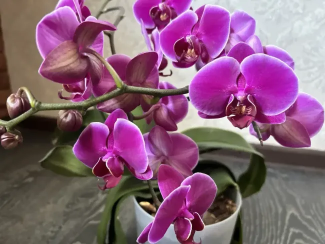 Нужна только такая вода: после такого полива любая орхидея начнёт безостановочную бутонизацию &mdash; заменит любые подкормки и пересадки