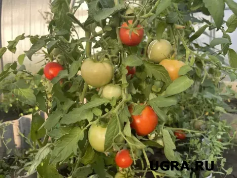 &laquo;Правило 3 ложек&raquo; для каждой лунки томатов: агроном раскрыла один действенный способ для посадки &mdash; работает как часы