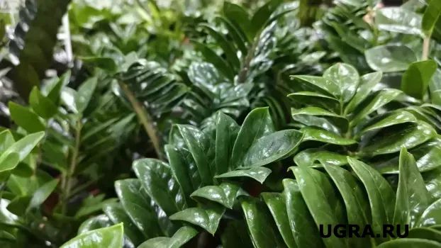 Замиокулькас не просит подкормки: суккулент ждет только одного &mdash; получив, пускается в буйный рост и наращивает ветки