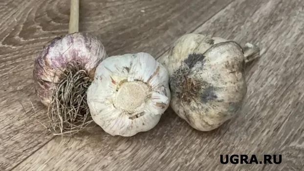 Чеснок вымахает с 2 кулака: в апреле и начале мая подкормите его этим копеечным средством из аптеки &mdash; вызывает рост с удвоенной силой