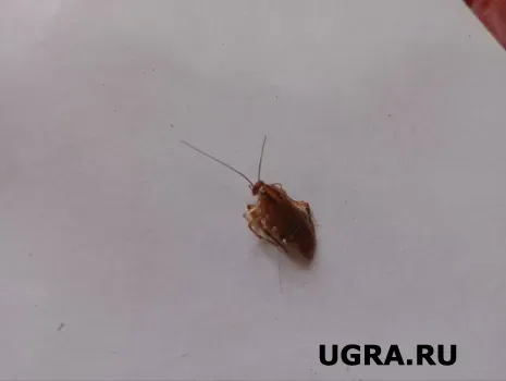 В Югре выросла активность рыжих тараканов