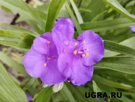 Фиалка начнёт выдавать цветы каждый день: для &laquo;волшебной&raquo; бутонизации достаточно сделать это &mdash; эффект лучше, чем от подкормок