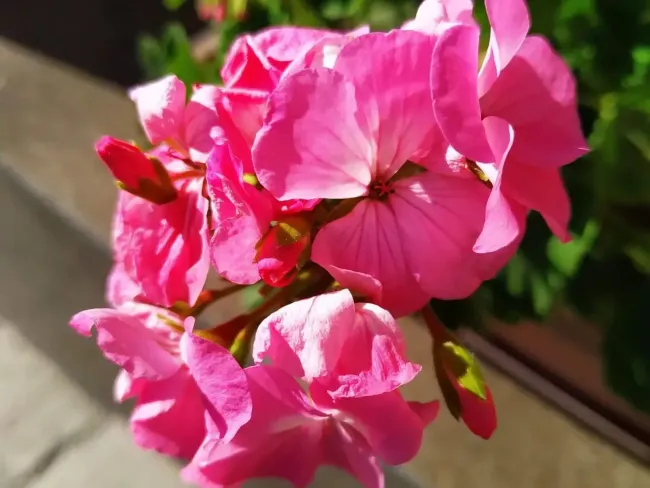 Герань нуждается в этой подкормке: полейте и наблюдайте за потрясающей бутонизацией &mdash; хитрость агронома со стажем