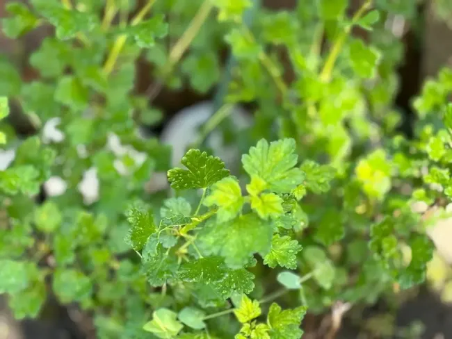 Такая обработка спасёт крыжовник от белого налёта: опрыскайте кусты весной таким раствором и спите спокойно &mdash; урожай порадует