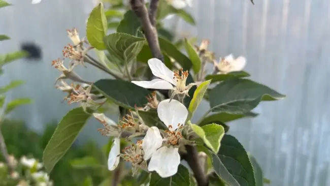 Опытные садоводы сыплют в приствольный круг яблони мел: никогда не догадаетесь, зачем это нужно