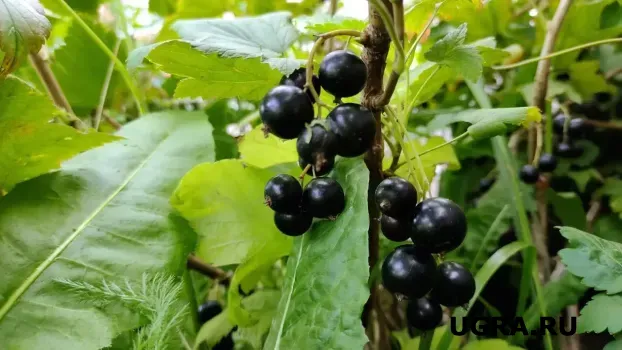 Чёрная смородина даст рекордный урожай: умные дачники используют в мае только эту подкормку &mdash; заплодоносит даже ленивый кустарник