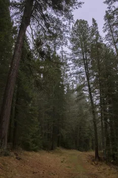 В Югре открылась выставка о тайге, ученых и судьбе заповедника &laquo;Малая Сосьва&raquo;