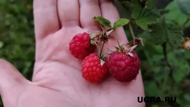 Кусты малины провиснут от тяжести ягод: ушлые дачники вносят эту подкормку уже в мае &mdash; рекордная урожайность гарантирована