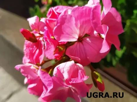 Всего 3 ложки под герань &mdash; и цветоносы лезут наперегонки: даже старый грунт в горшке становится плодородным