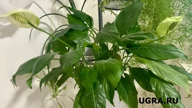 Спатифиллум утонет в цветах даже без пересадки: один настой вернет плодородие самой скудной почве в горшке