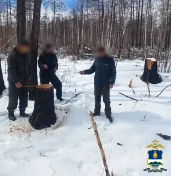 В Бурятии задержаны двое мужчин за незаконную вырубку леса в ХМАО