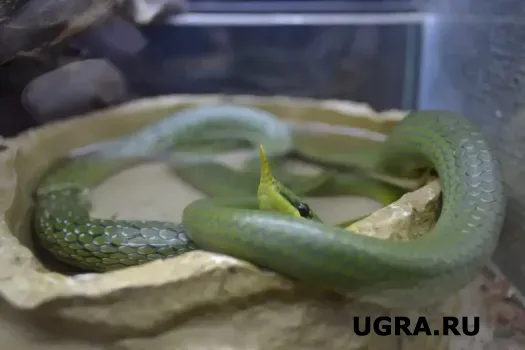 Каких экзотических животных продают в Югре и сколько они стоят