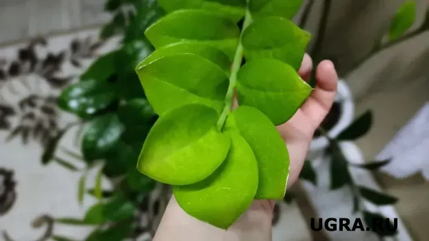 Нашла способ ускорить рост замиокулькаса: куст в 3 раза выше за полгода &mdash; а новых веток не сосчитать