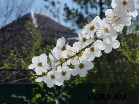 В Югре ожидается потепление до +20 градусов